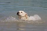 LABRADOR 1088